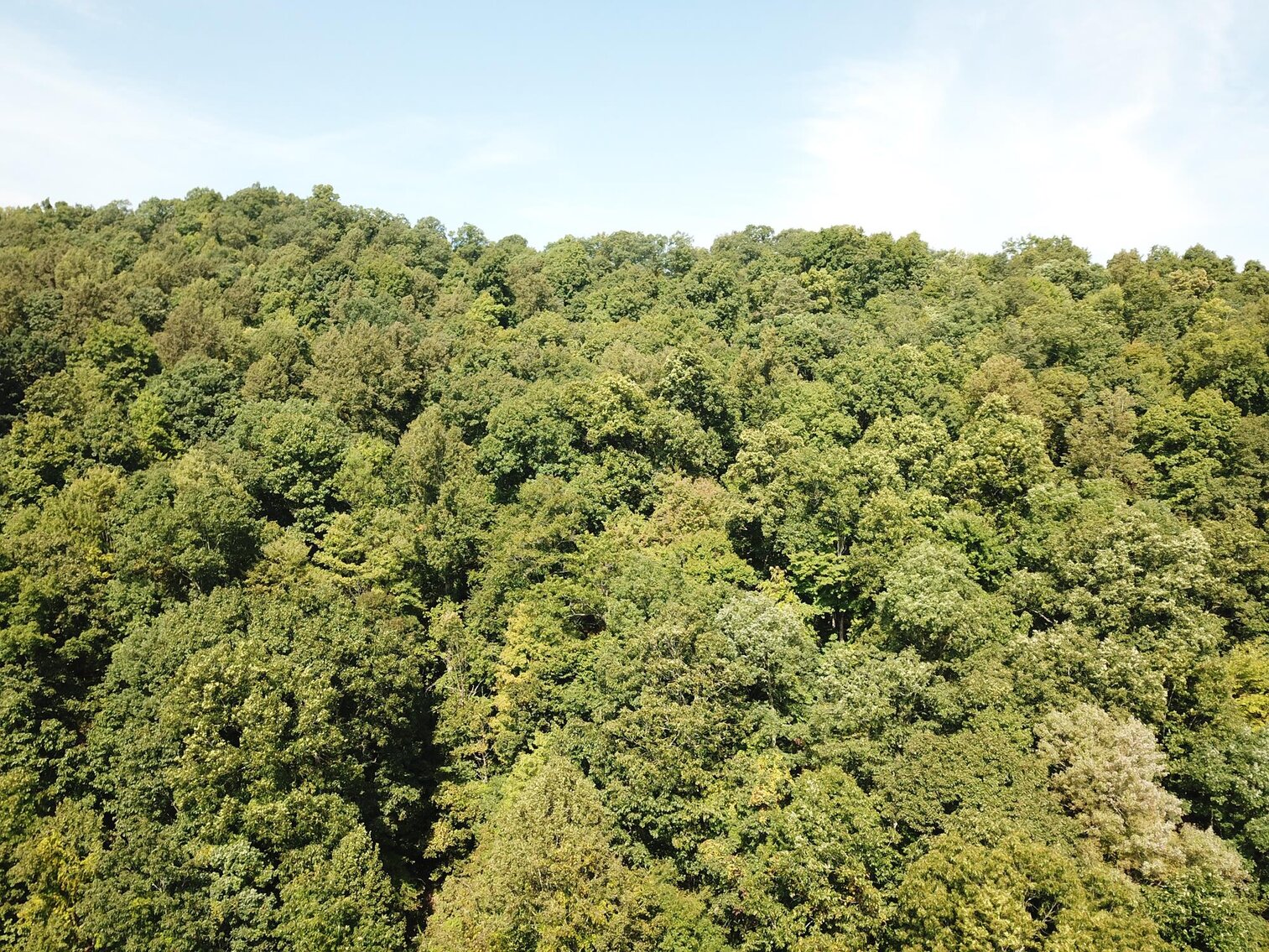 Image for SOLD $80,300 - Nearly 32 Acres with Timber in Harrison County