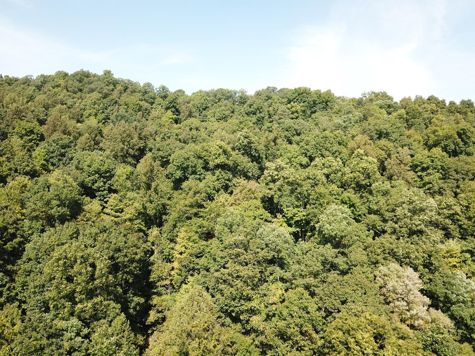 Image for SOLD $80,300 - Nearly 32 Acres with Timber in Harrison County