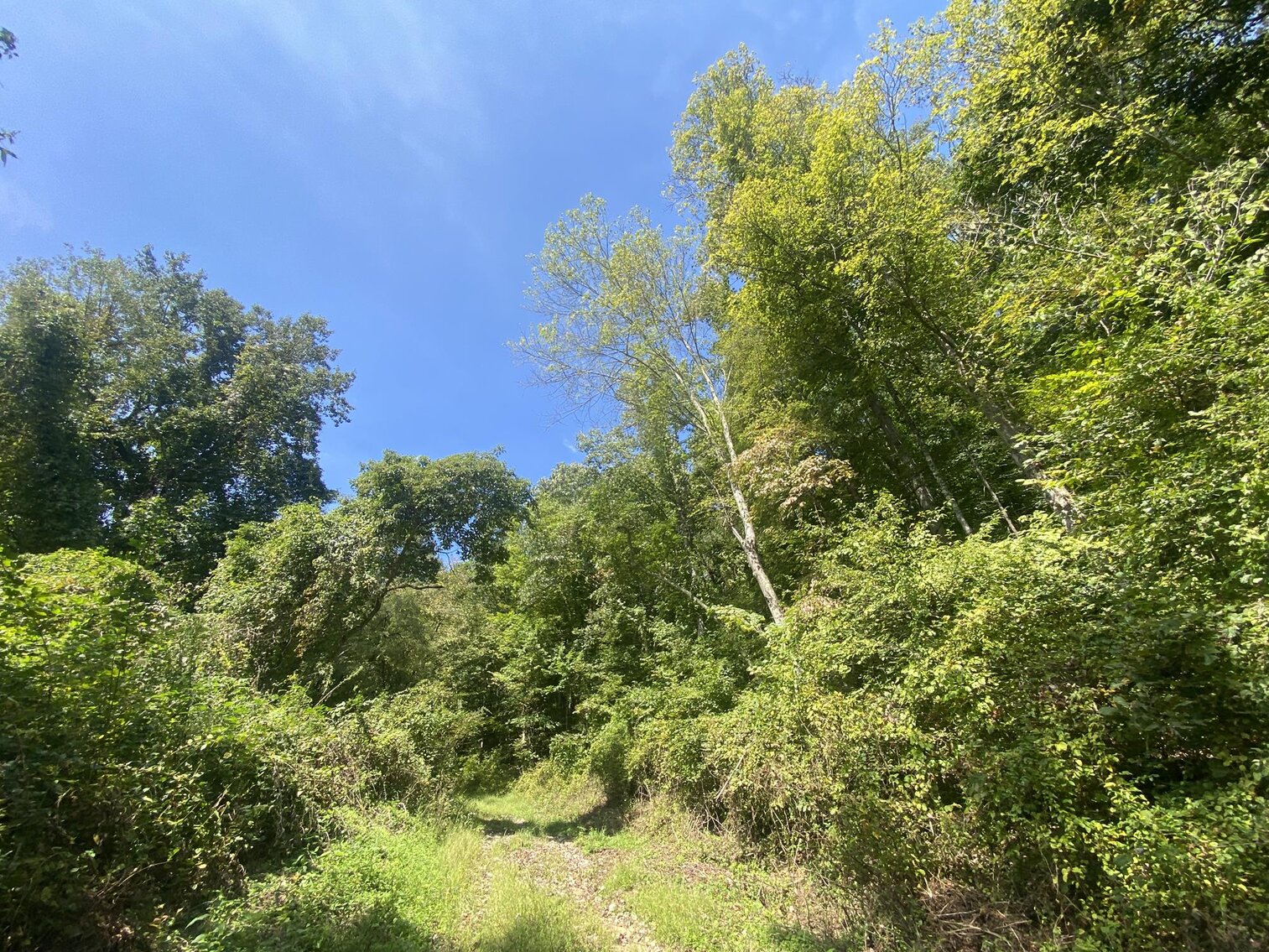 Image for SOLD $80,300 - Nearly 32 Acres with Timber in Harrison County