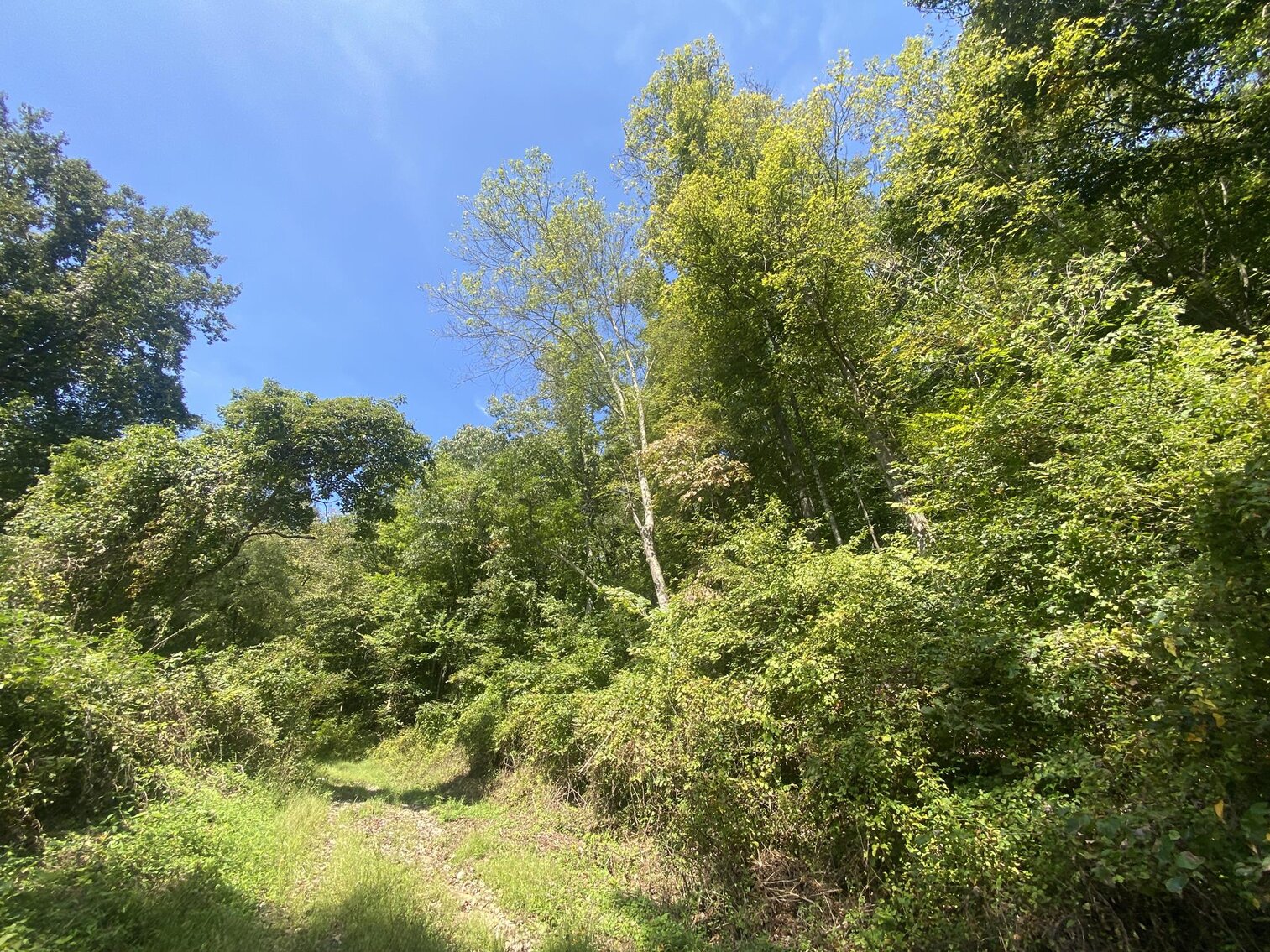 Image for SOLD $80,300 - Nearly 32 Acres with Timber in Harrison County