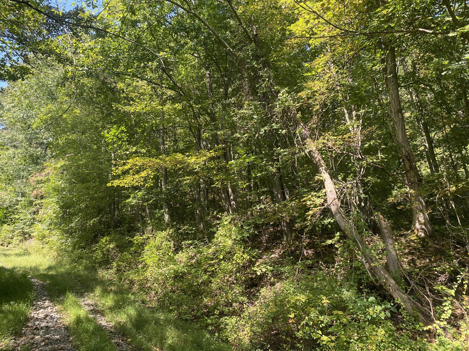 Image for SOLD $80,300 - Nearly 32 Acres with Timber in Harrison County