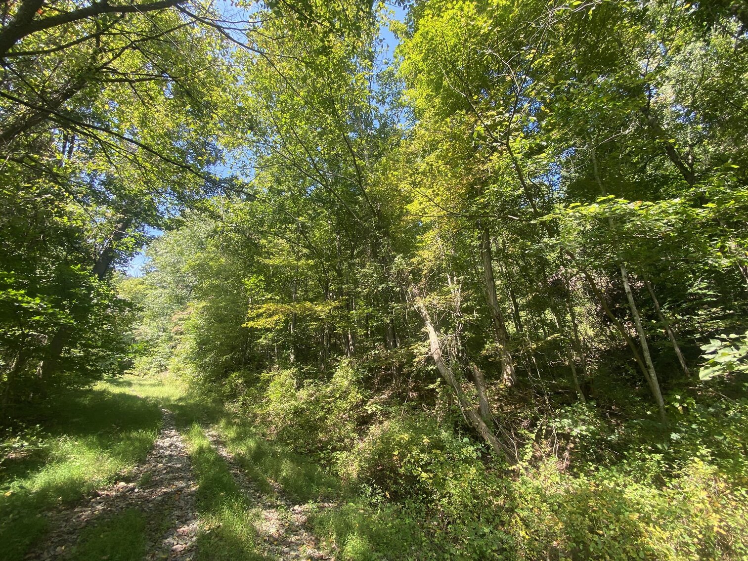 Image for SOLD $80,300 - Nearly 32 Acres with Timber in Harrison County