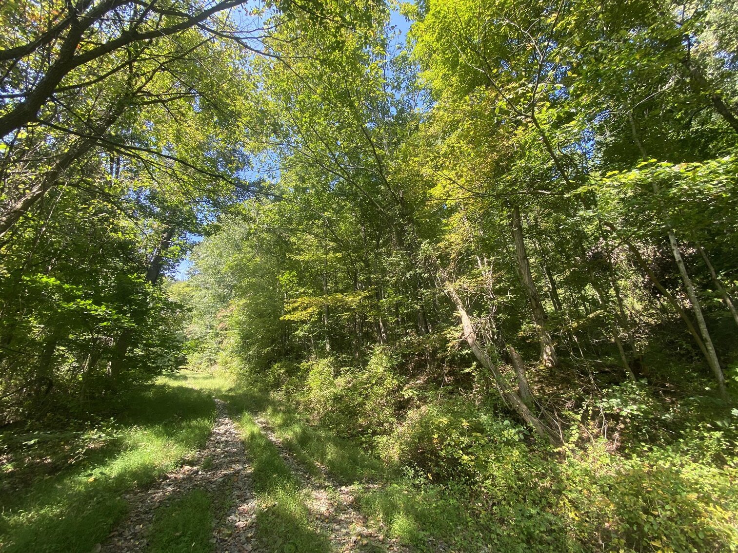 Image for SOLD $80,300 - Nearly 32 Acres with Timber in Harrison County