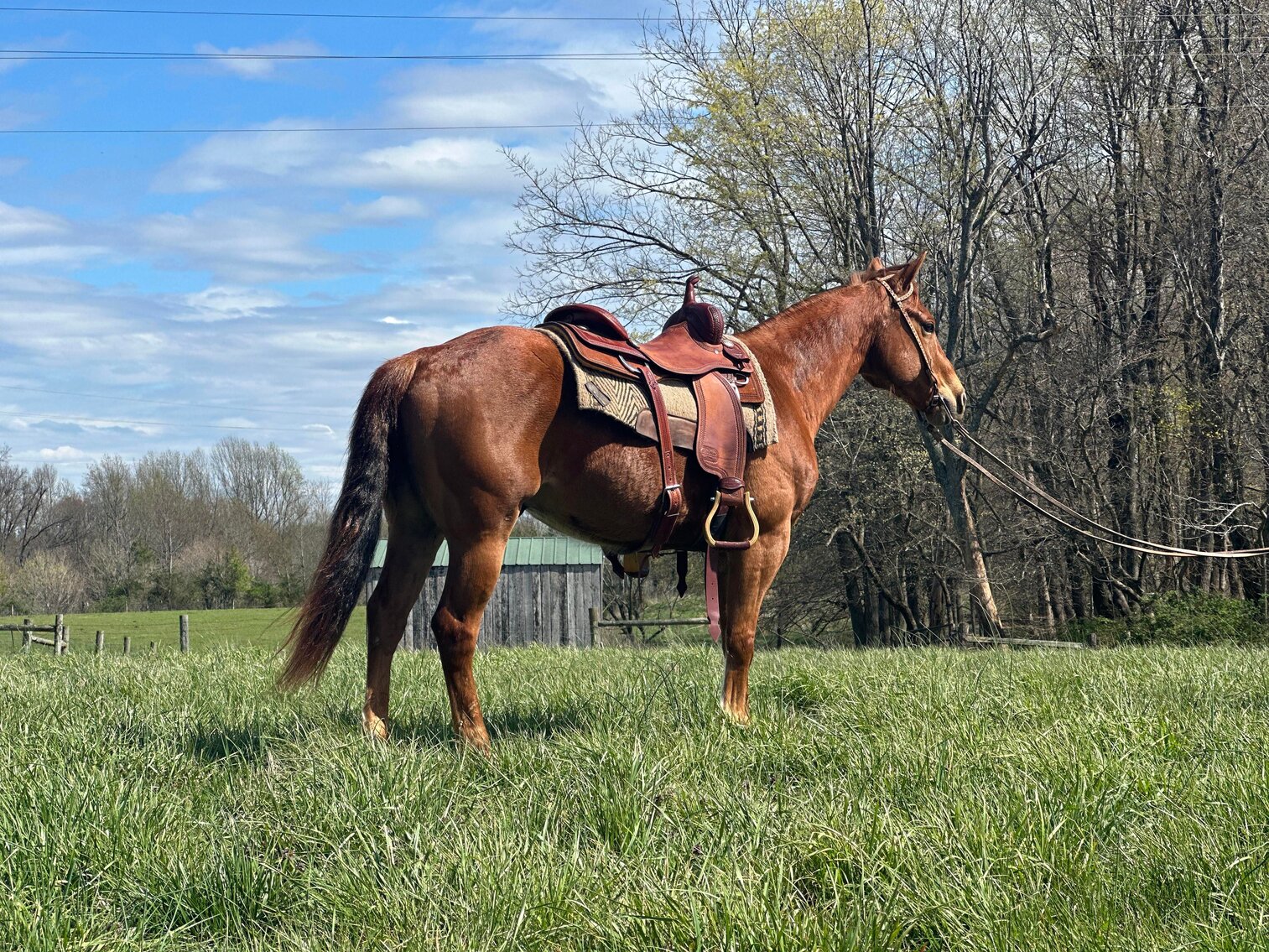Image for 606 Spring Riding Horse Sale