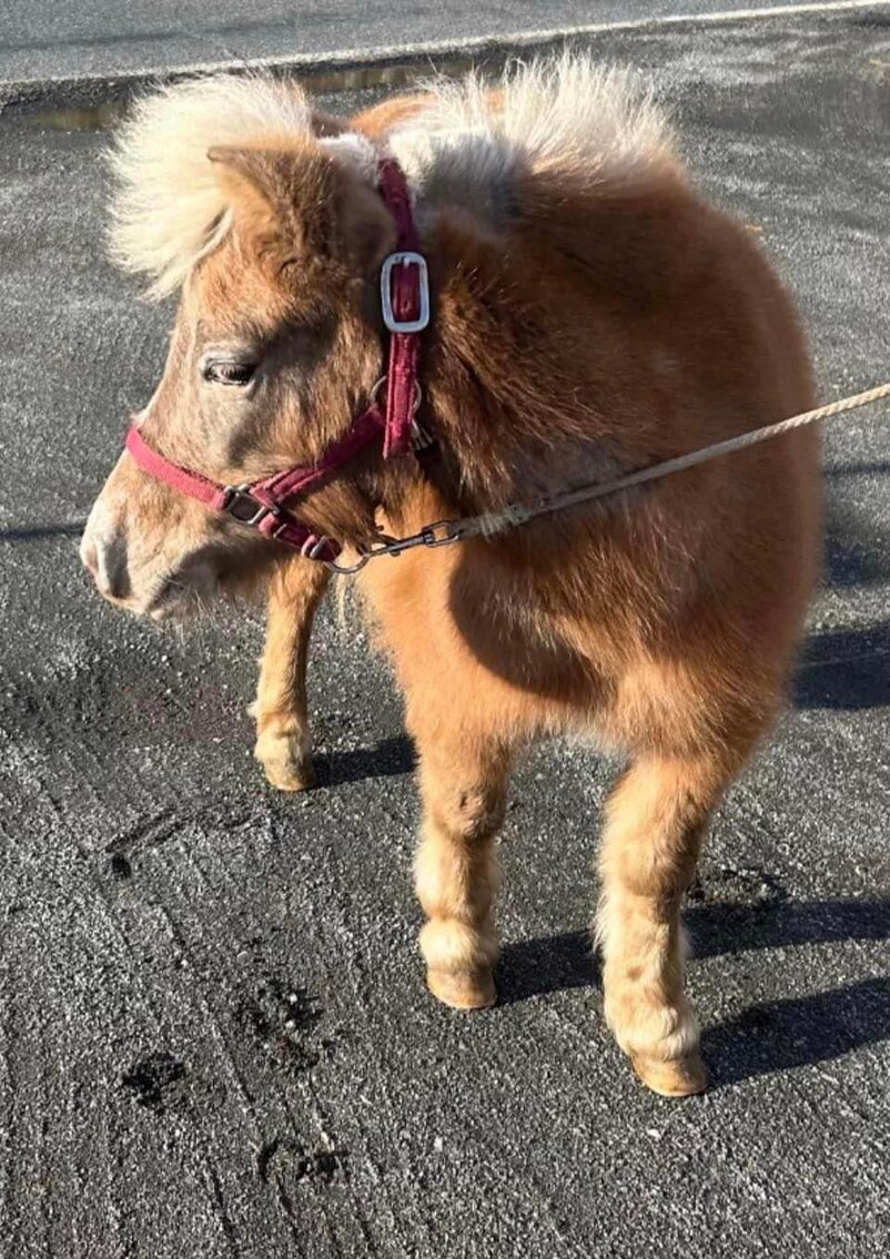 Image for 606 Spring Riding Horse Sale