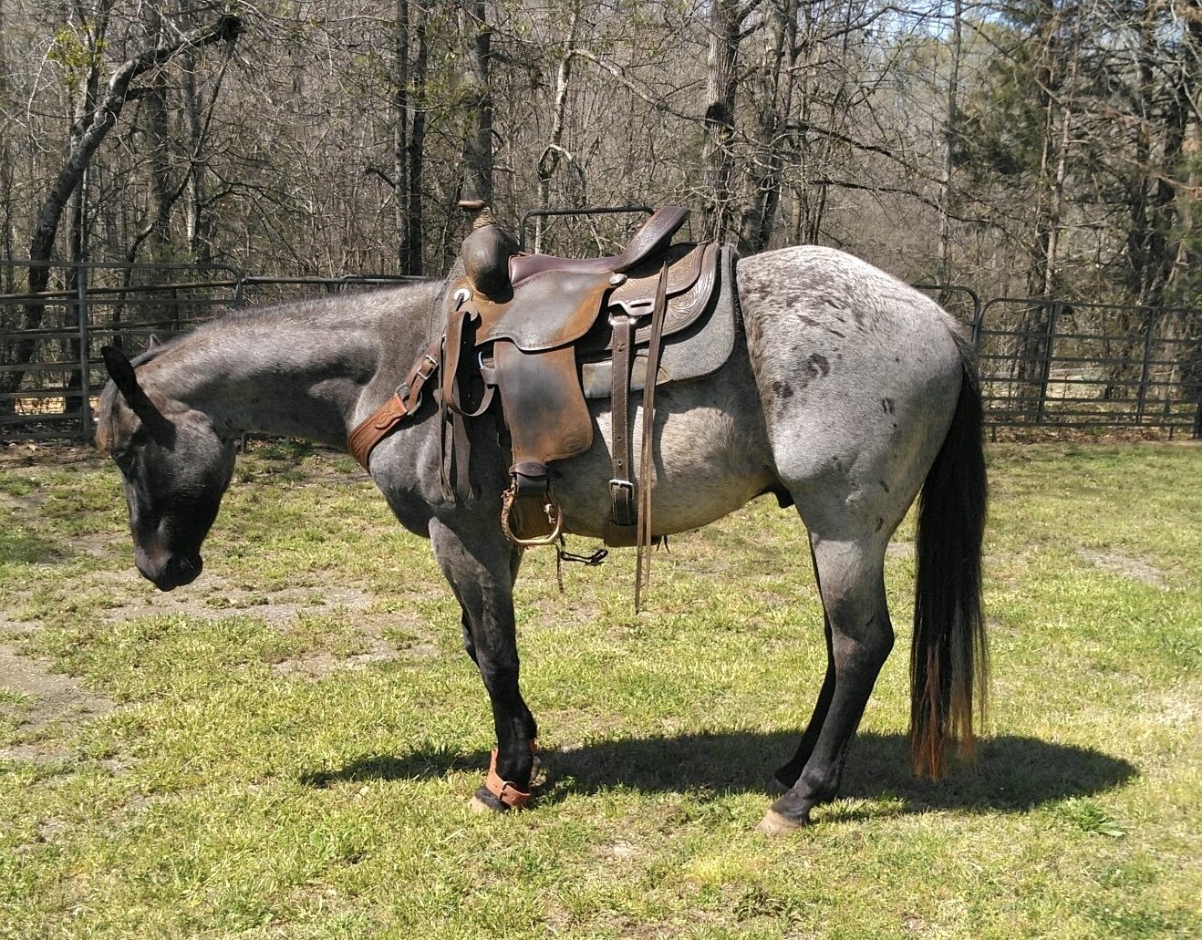 Image for Southern Premier Horse Sale