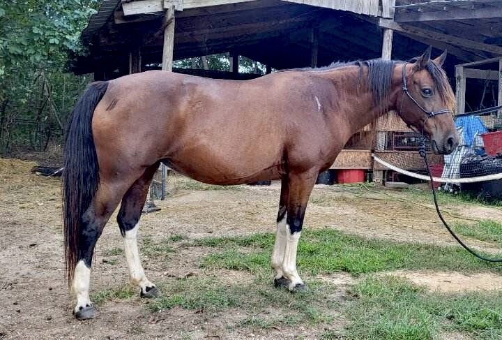 Image for Southern Premier Horse Sale