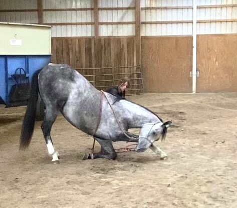 Image for Southern Premier Horse Sale
