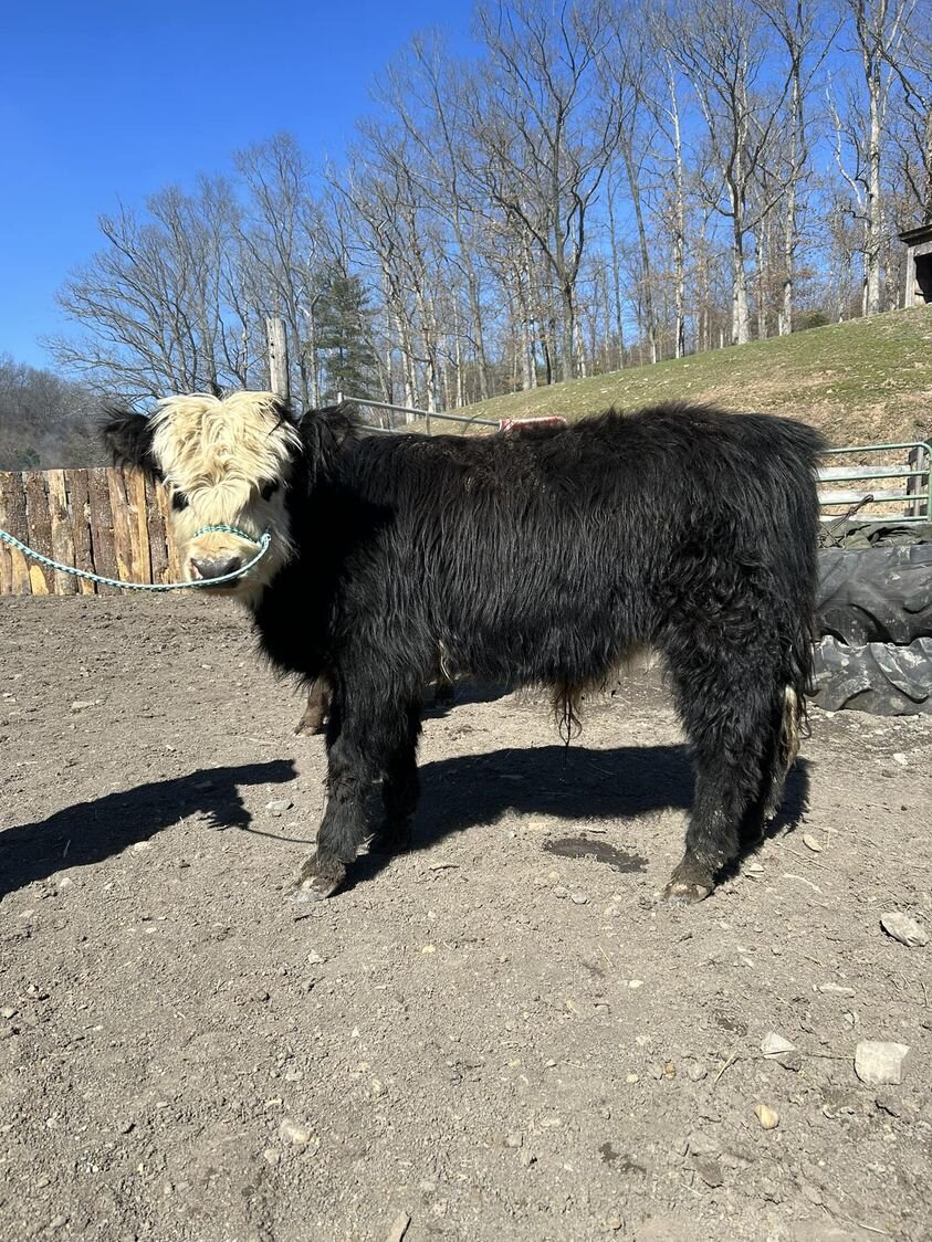 Image for BH Horse Co. Spring Horse Sale - Bedford, Pennsylvania April 22nd