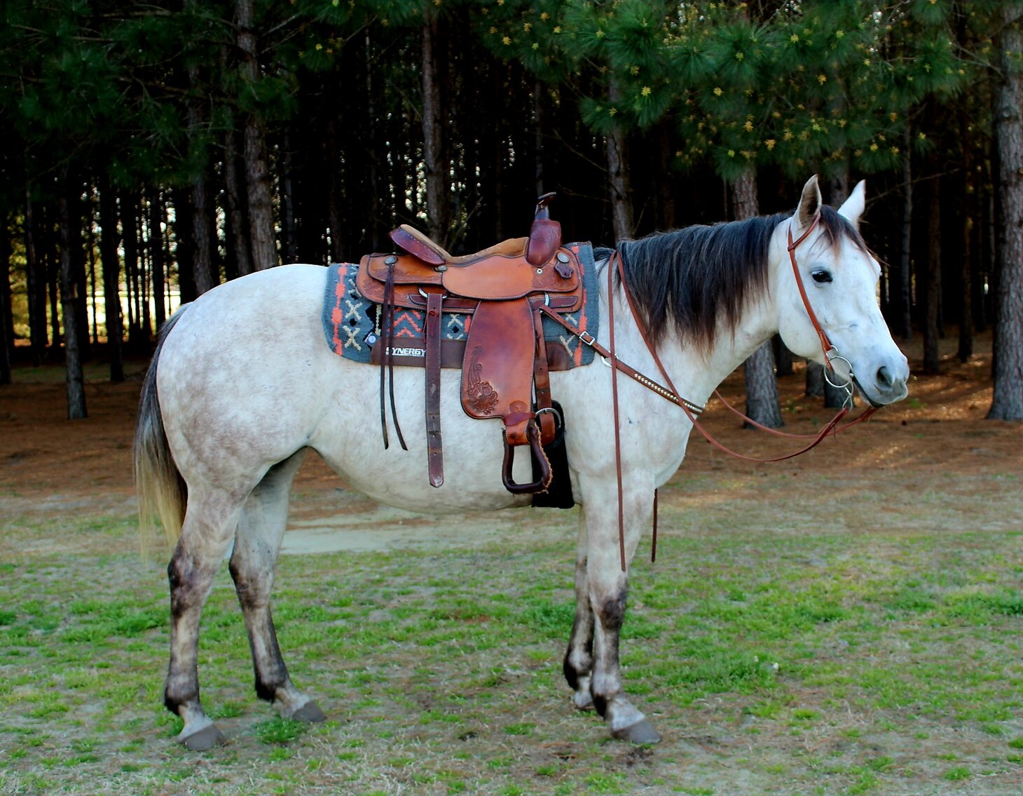 Image for Southern Premier Horse Sale