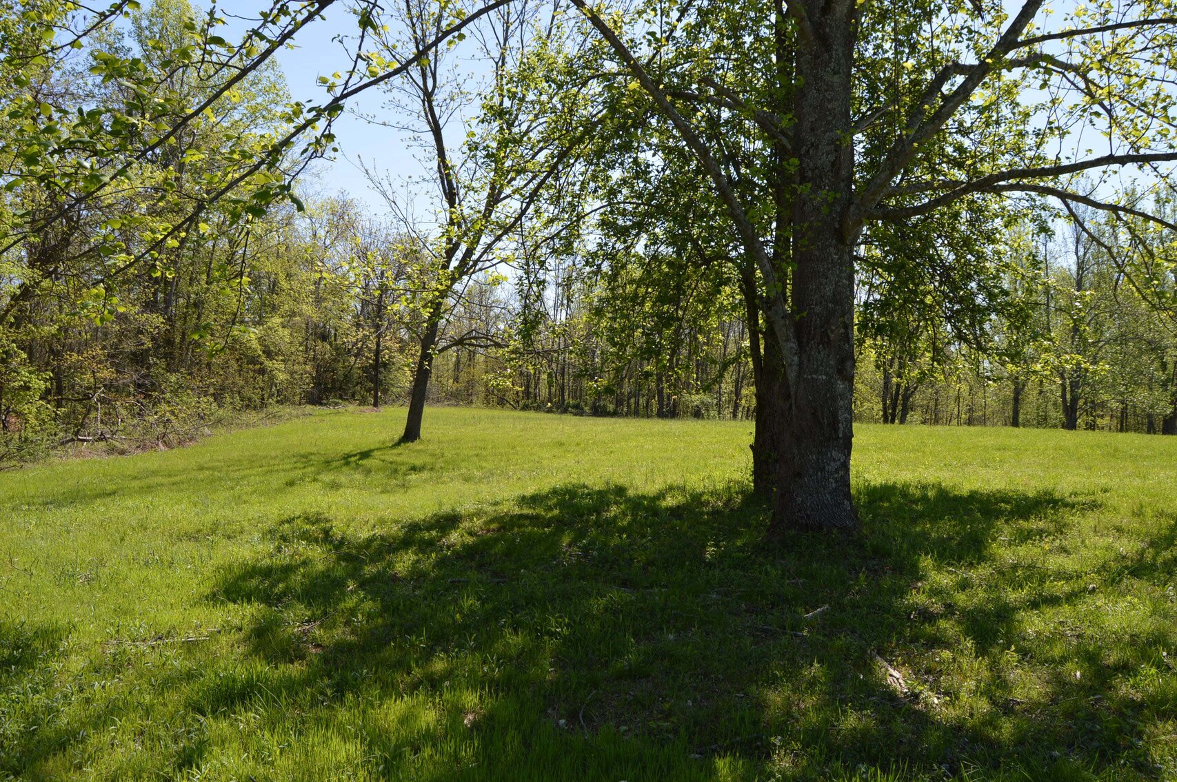 Image for 1155 Mount Herman Road, Shelbyville