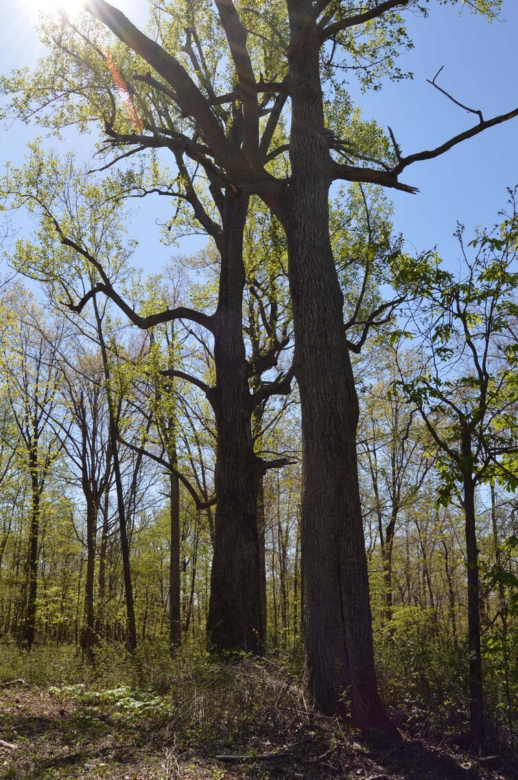 Image for 1155 Mount Herman Road, Shelbyville