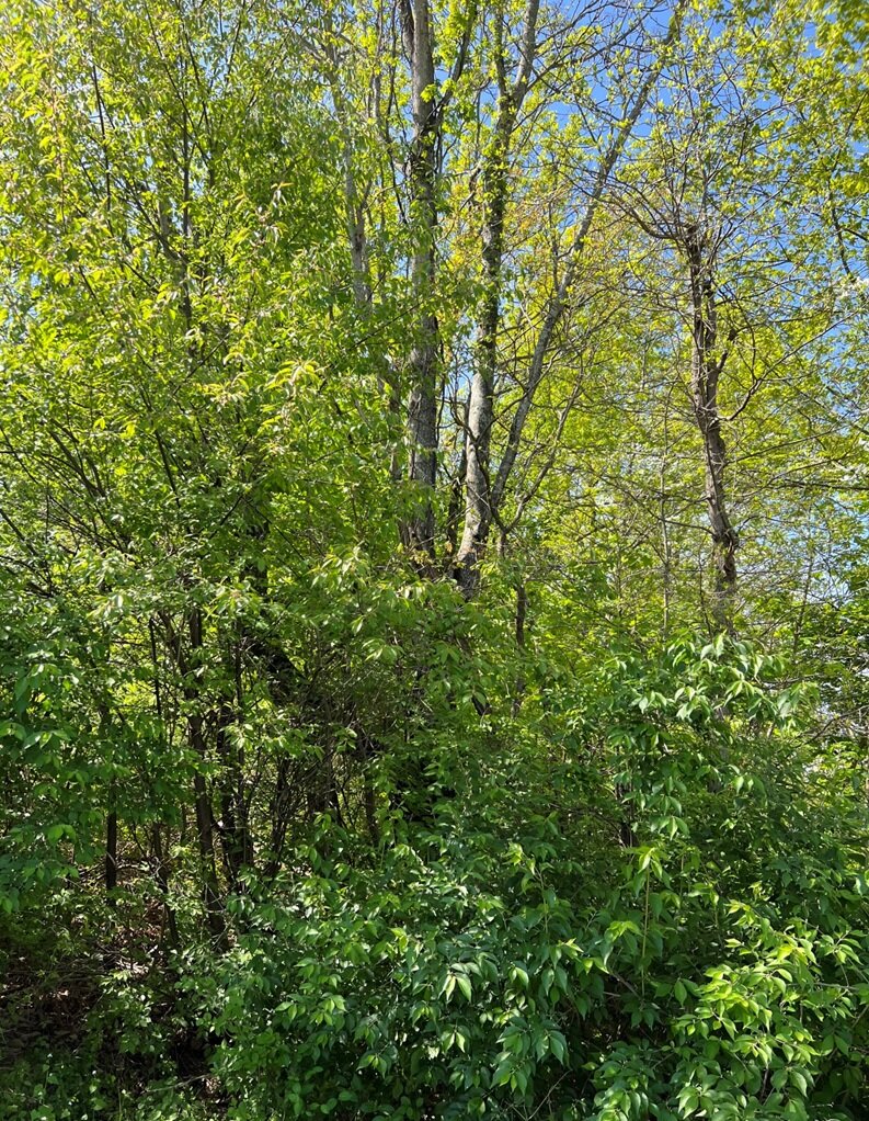 Image for City of Waynesboro, VA Sale of Tax Delinquent Real Estate