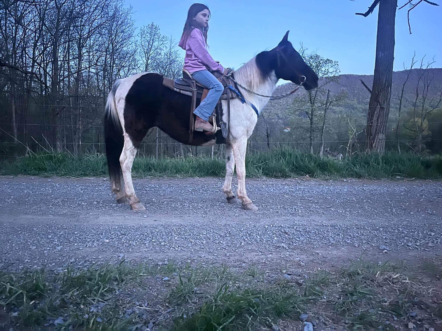 Image for BH Horse Co. Spring Horse Sale - Bedford, Pennsylvania April 22nd