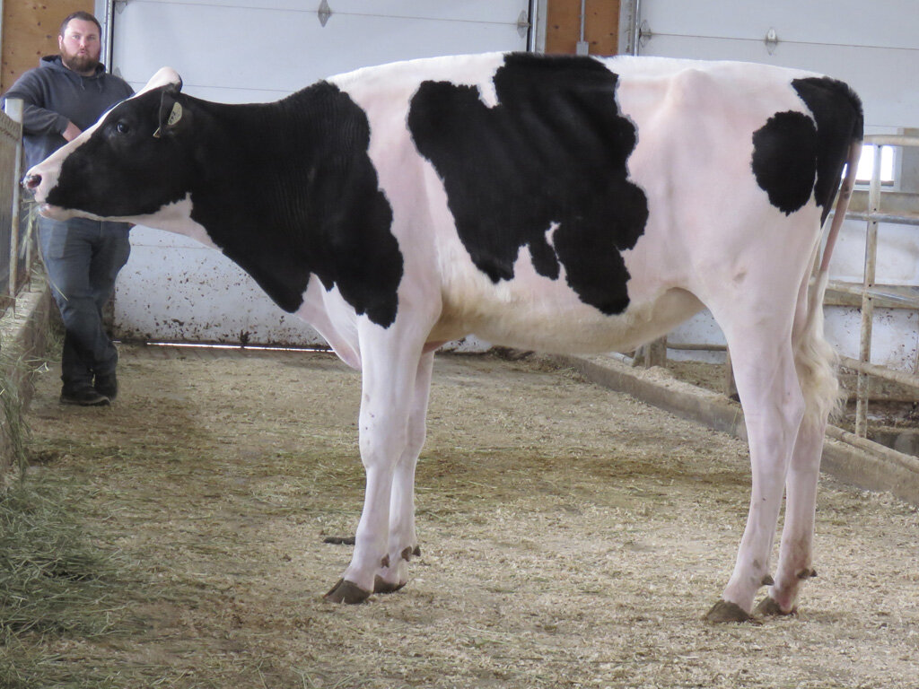 Karnview Doc Showoff