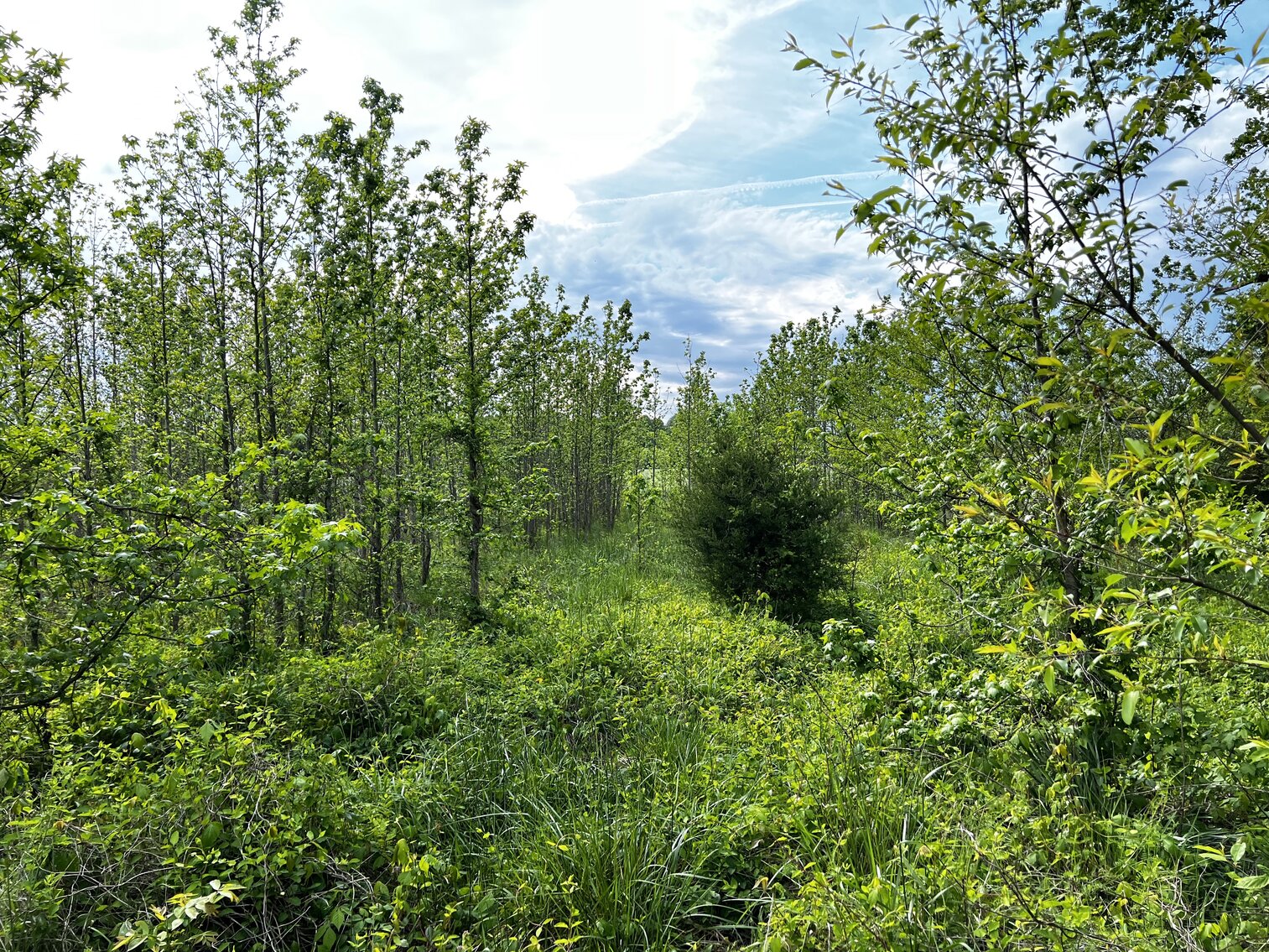 Image for Lot - 8 - 196 Chester Jackson Lane (Manquin)