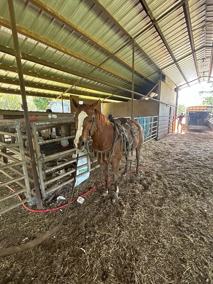 Image for Livingston Stockyard Horse Sale May 6th Livingston, Alabama