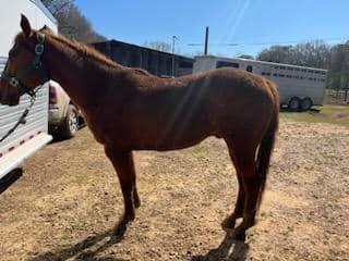 Image for Livingston Stockyard Horse Sale May 6th Livingston, Alabama