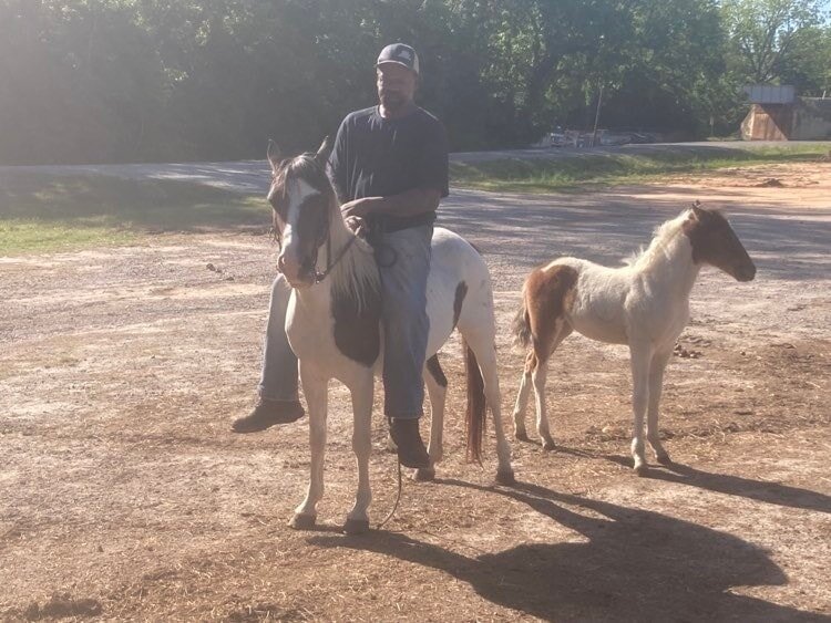 Image for Livingston Stockyard Horse Sale May 6th Livingston, Alabama