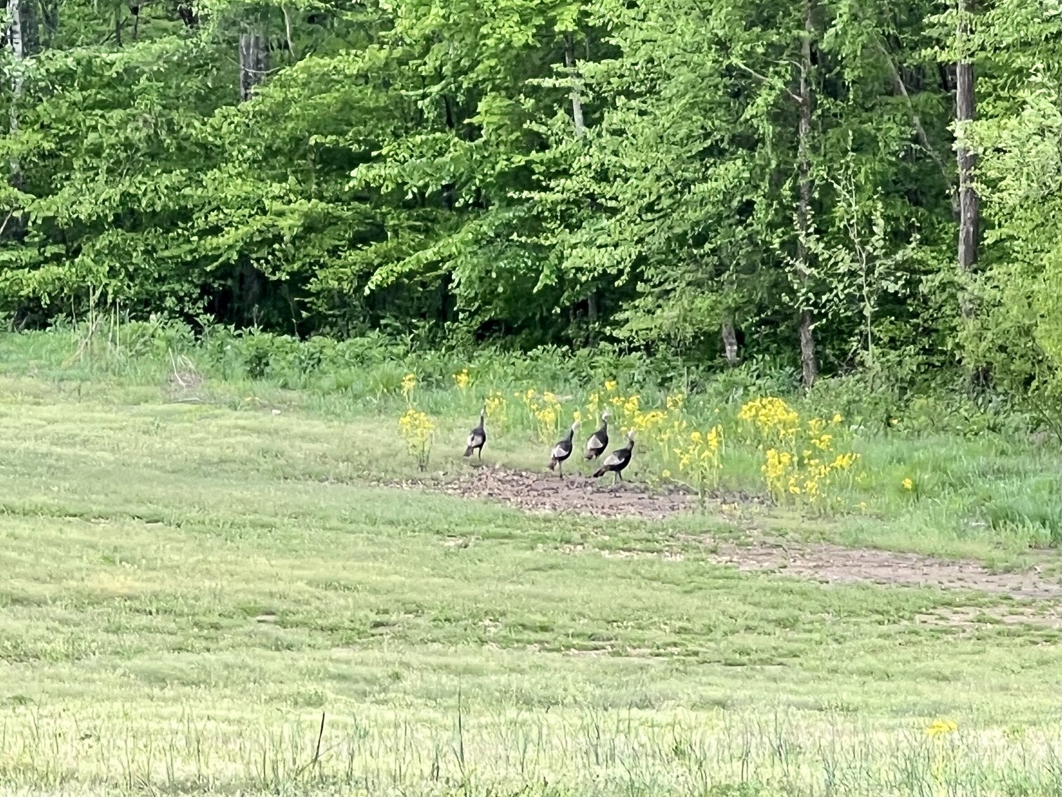 Image for 146.2+/- Acre Lake Barkley Waterfront Farm