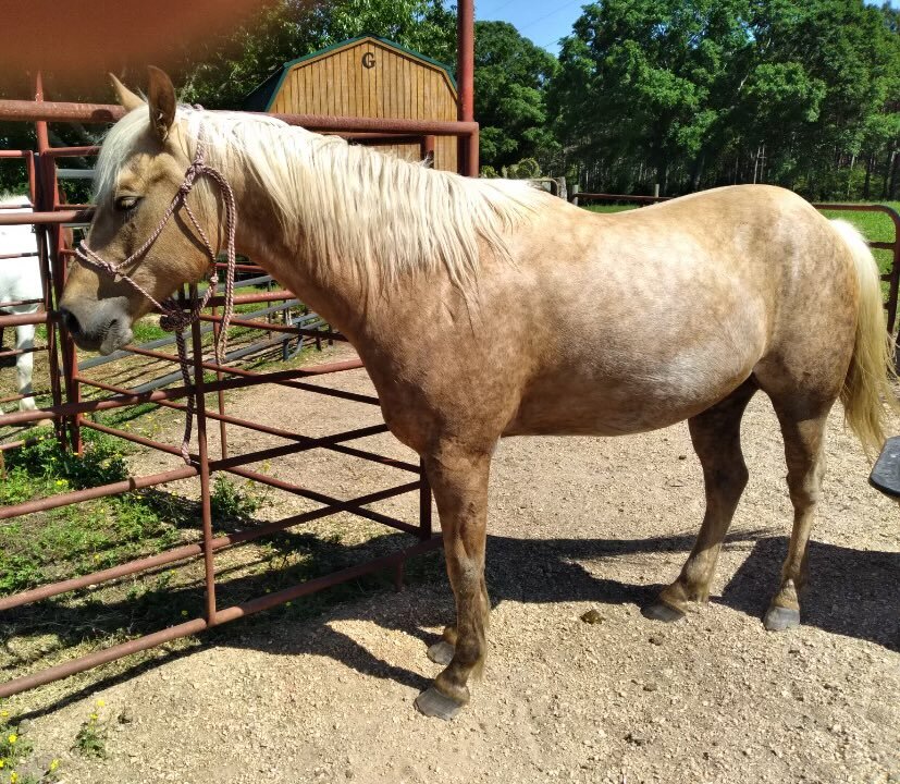 Image for Mize Horse Sale SPRING SPECIAL! May 20th Mize, MS