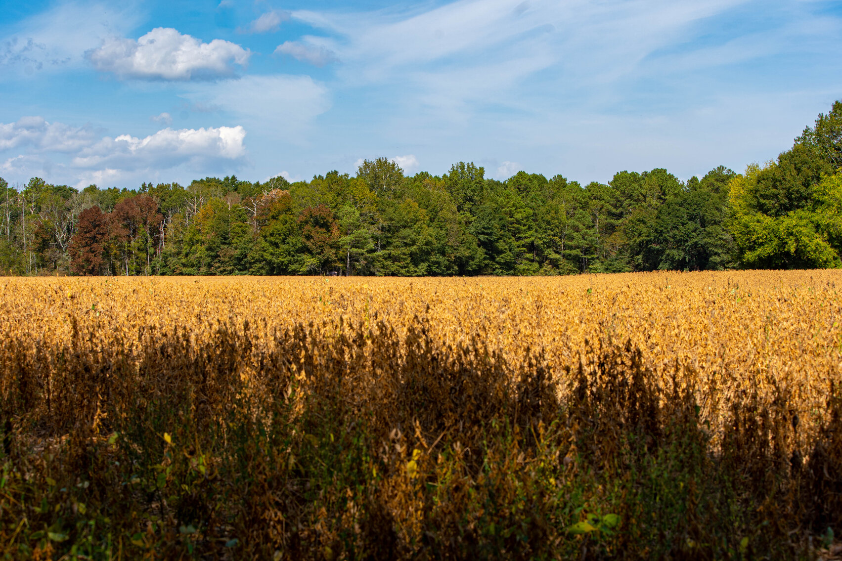 Image for 432 Acres of Recreational Land in Georgia...SOLD