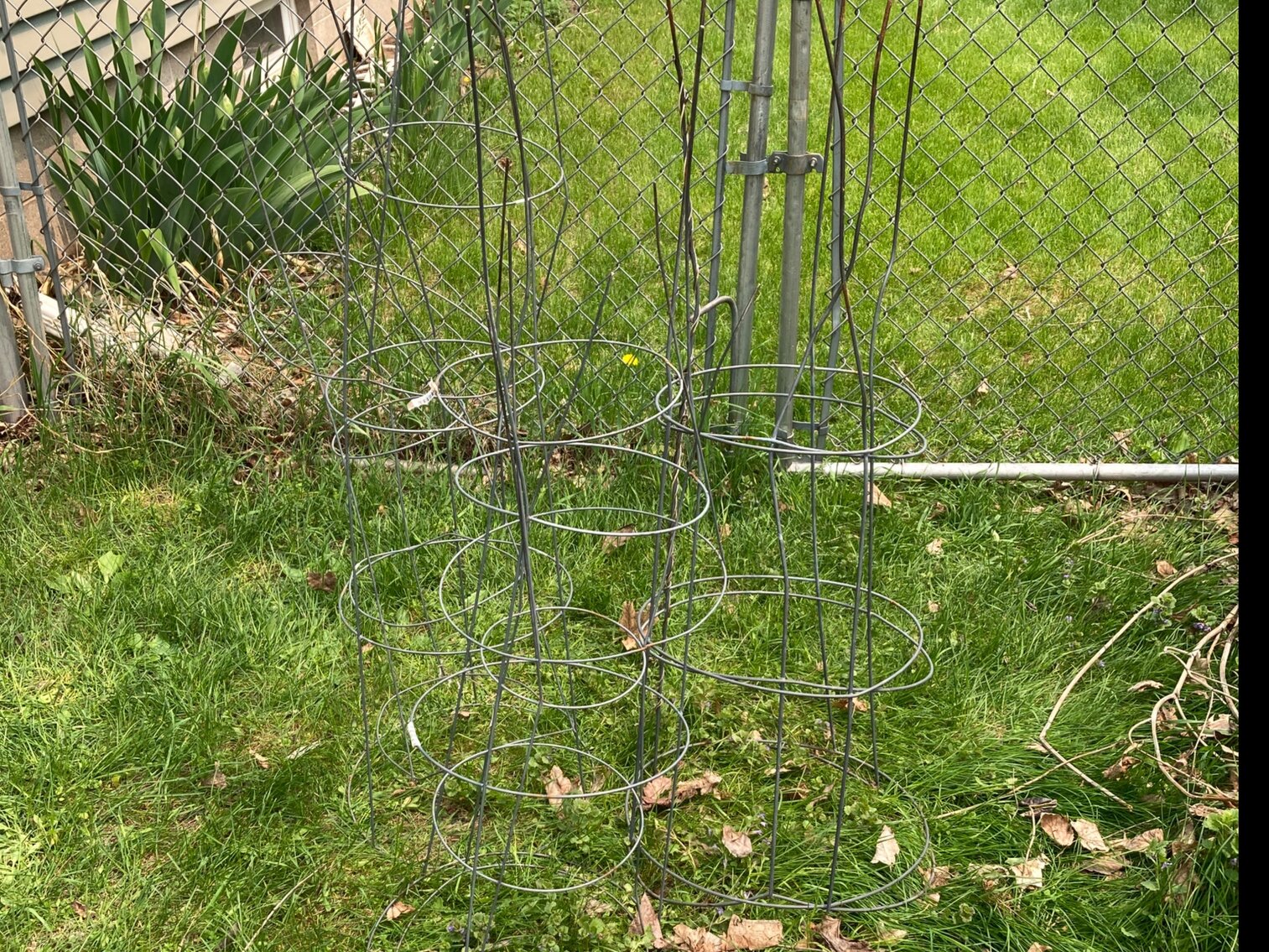 8 Tomato Plant Gages