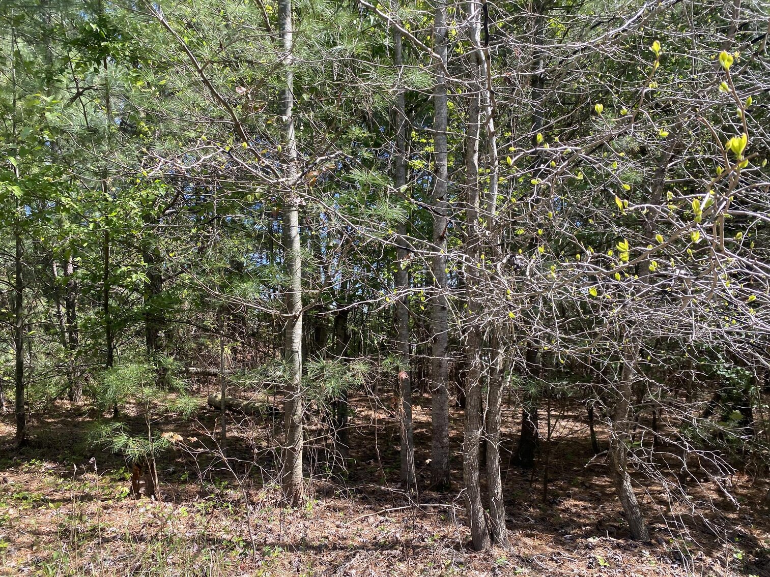 Image for SOLD $275,000 - 8 Acres of Prime Commercial Land