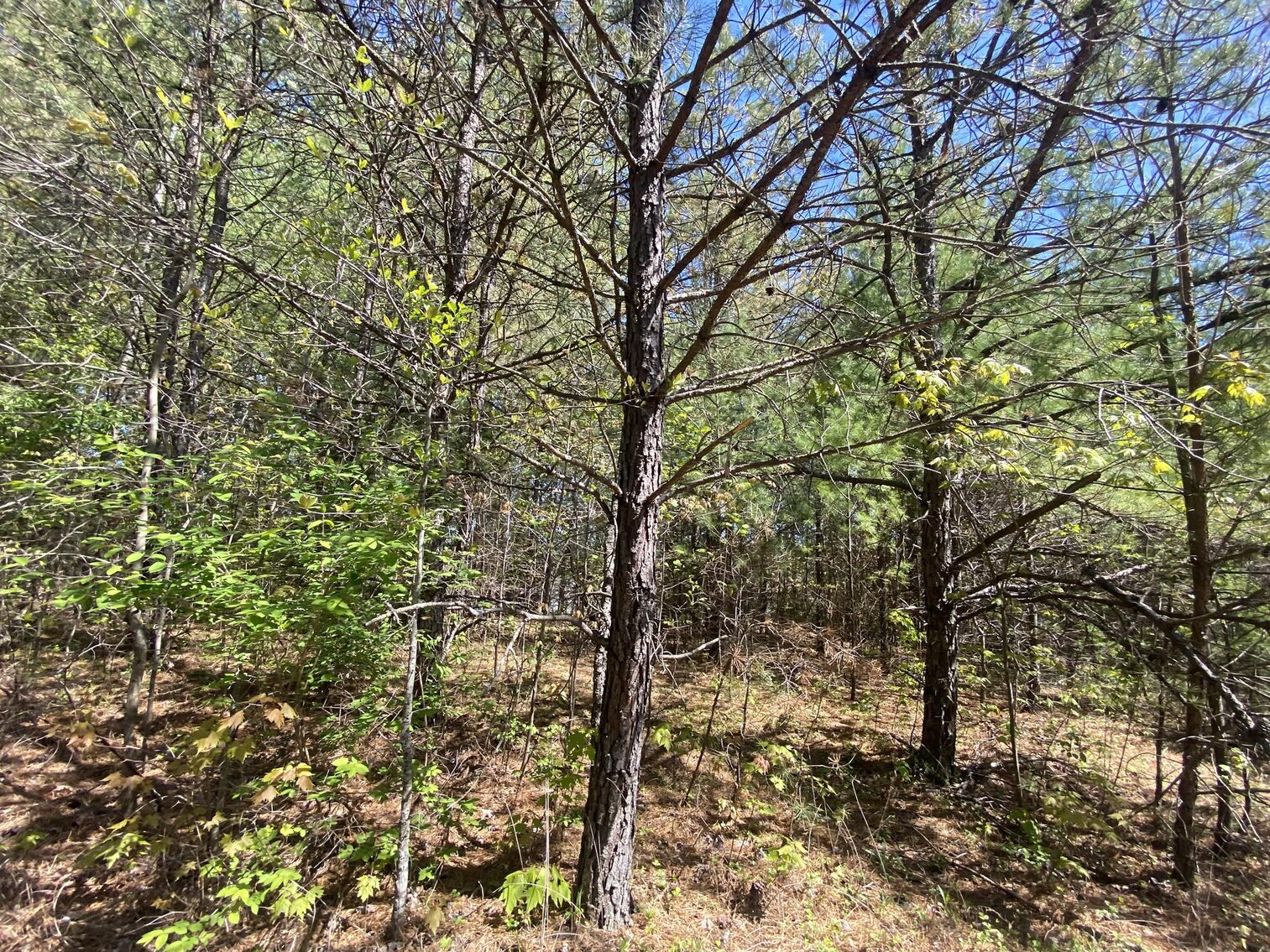 Image for SOLD $275,000 - 8 Acres of Prime Commercial Land