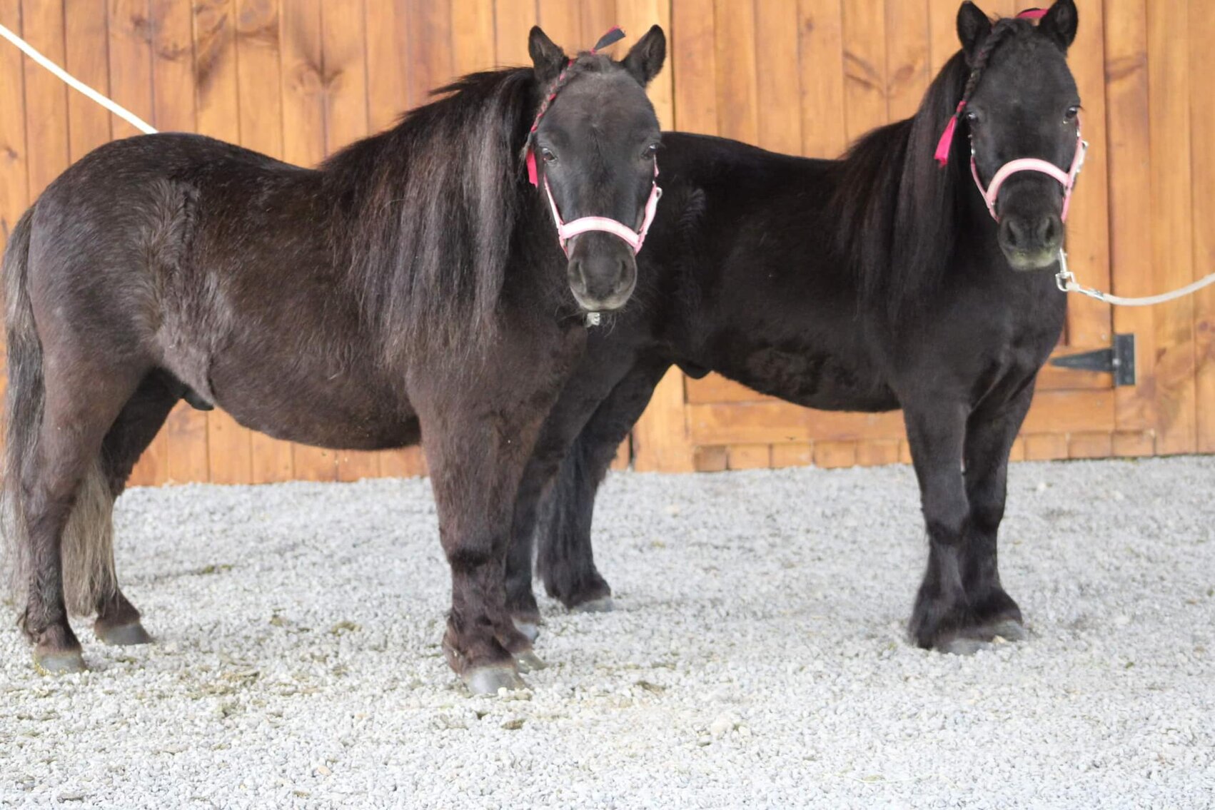 Image for KS Select Spring Sale - Clarion, Pennsylvania May 20th