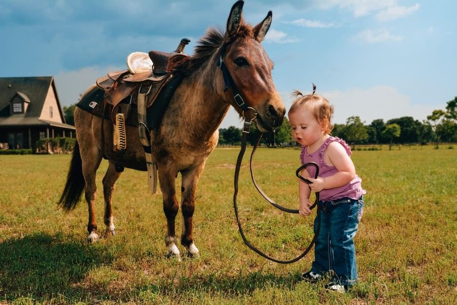 Gulf Regional Livestock SPECIAL HORSE SALE MAY 27th Lucedale, MS