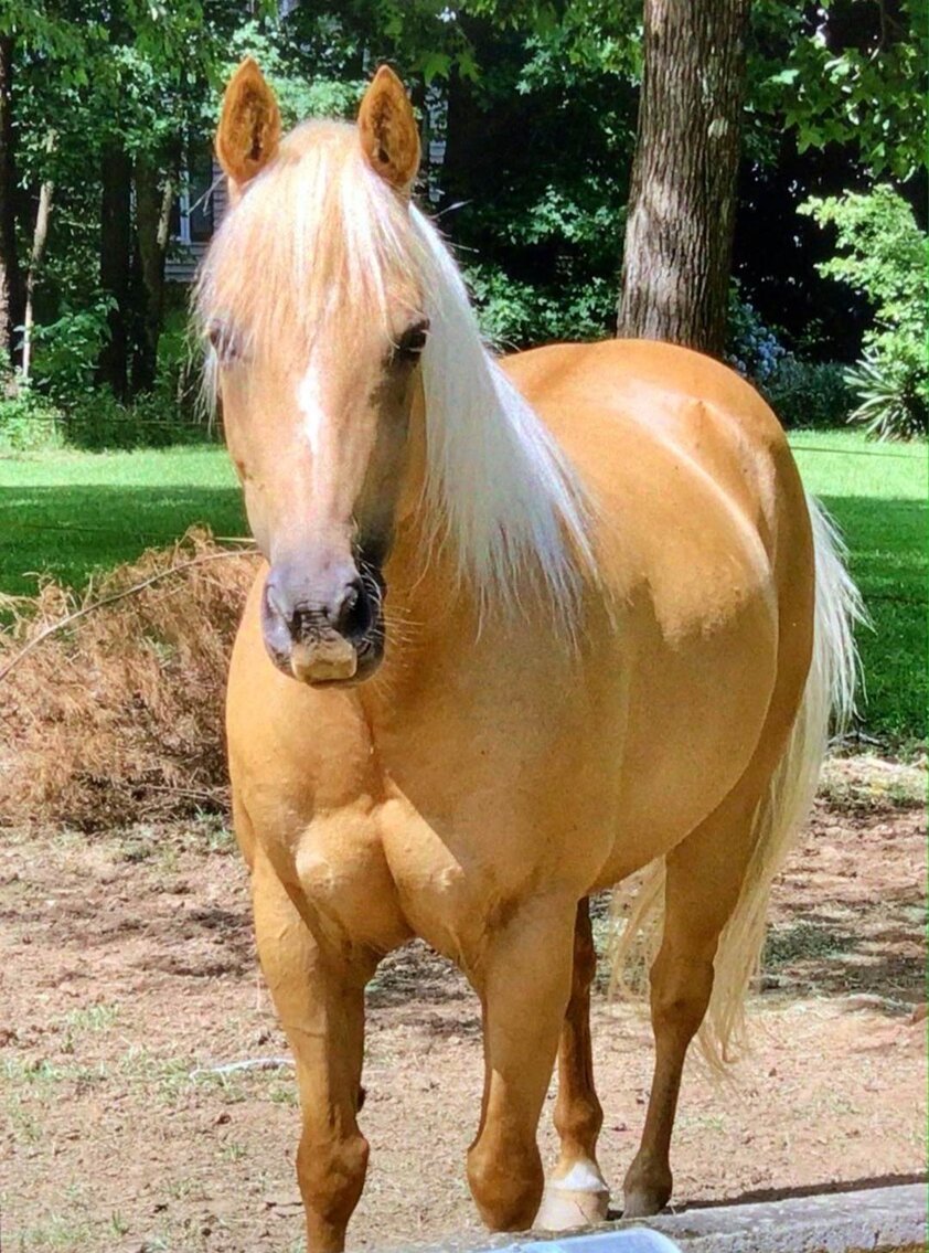 Image for Lumberton Horse and Tack Auction June 2023