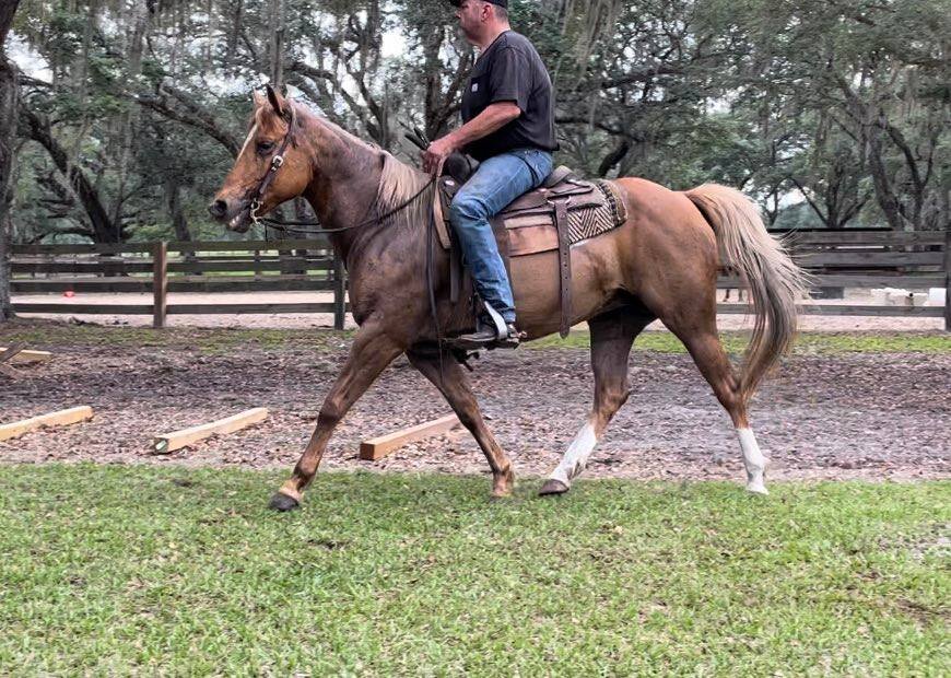 Image for Lumberton Horse and Tack Auction June 2023