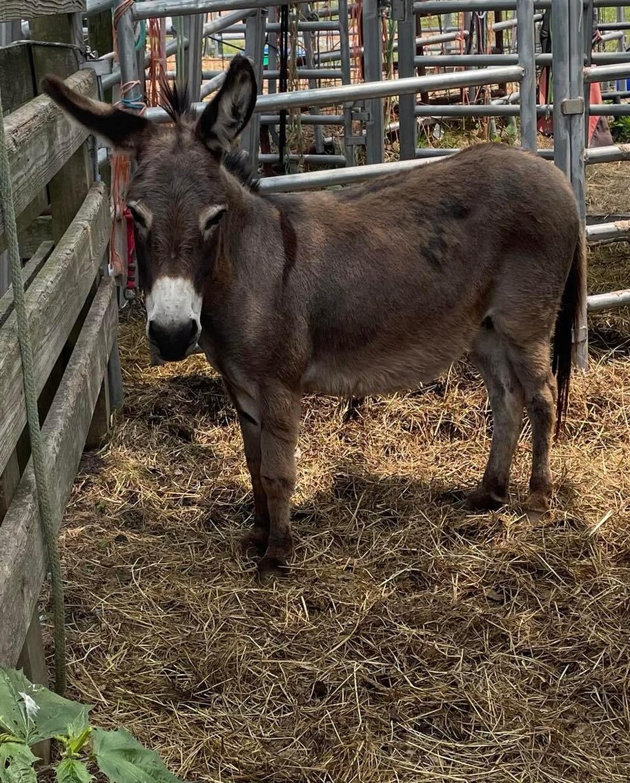 Image for Lebanon Valley Horse Sale, June 2023
