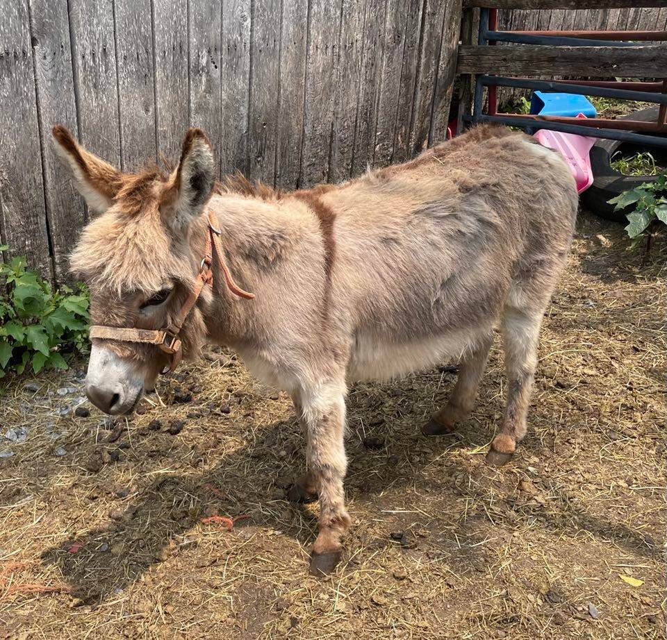 Lebanon Valley Horse Sale, June 2023