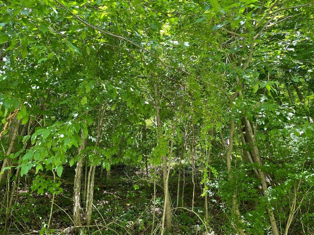 Image for SOLD $17,600 - 15 Acres Selling to the Highest Bidder