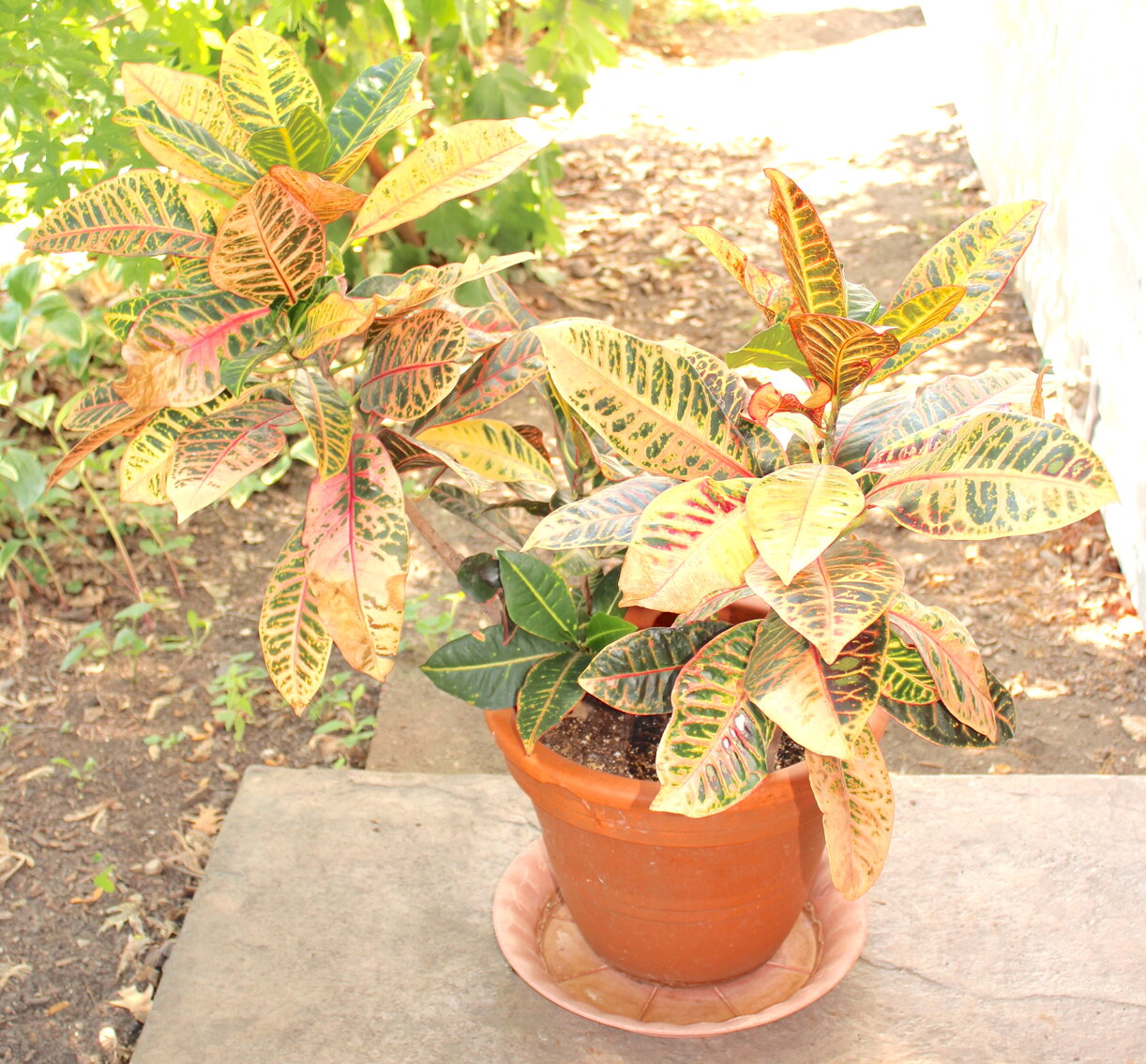 Image for LIVING ESTATE AUCTION