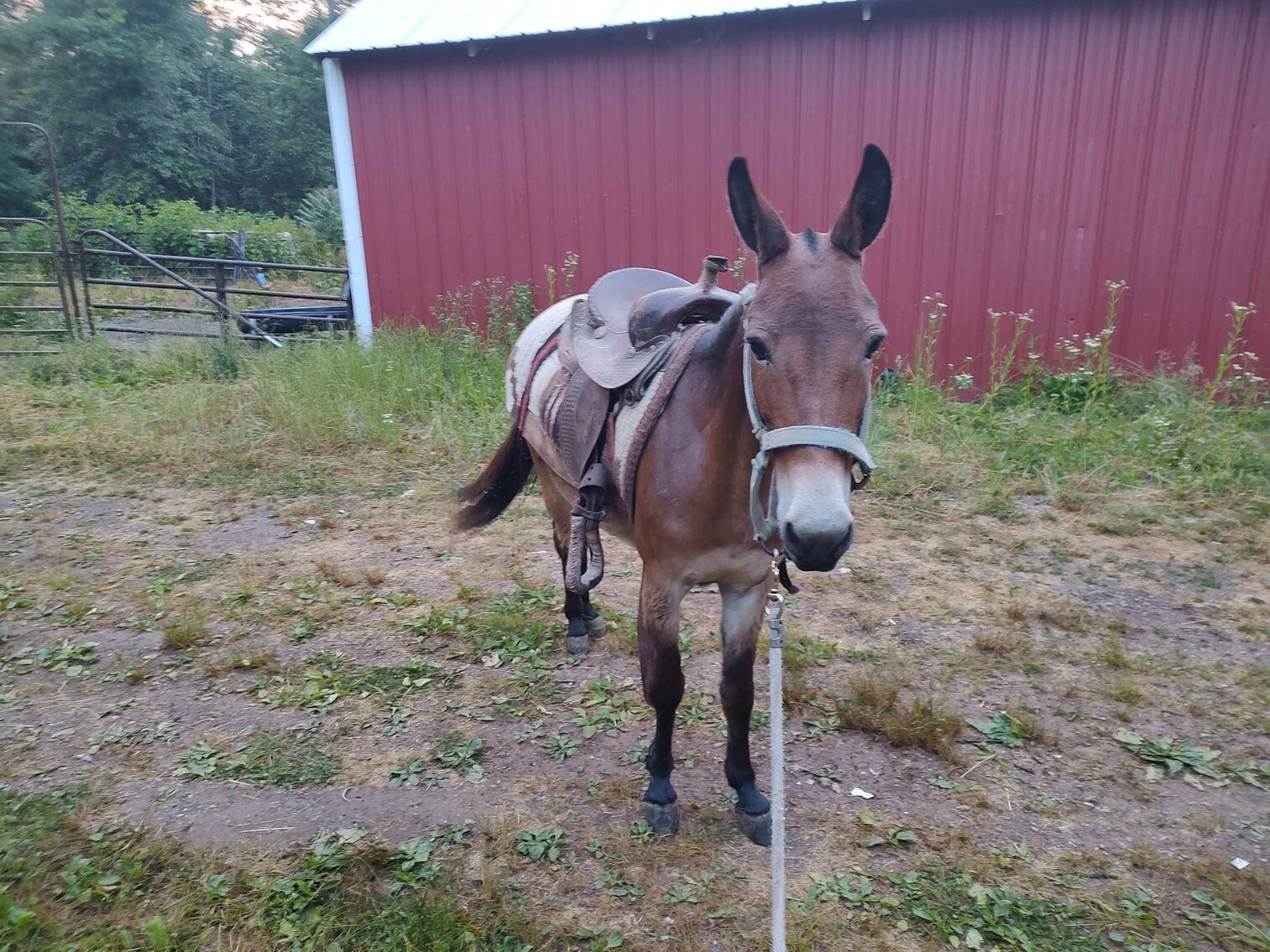 Image for BH Horse Co. June 24th Sale - Bedford, Pennsylvania