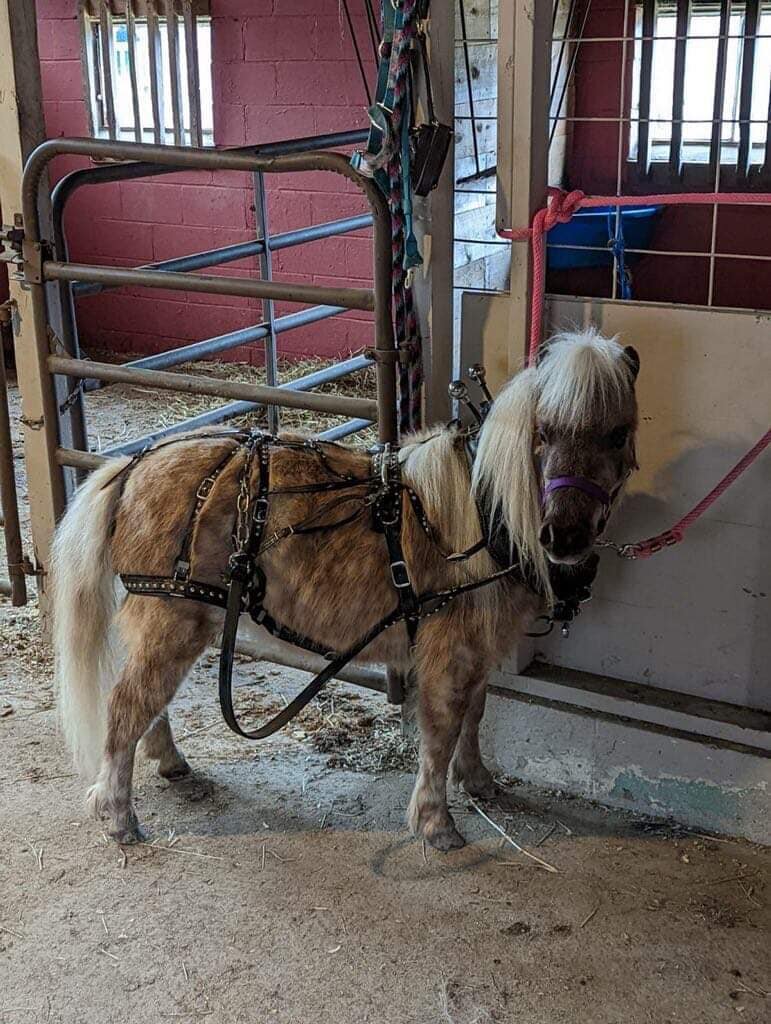 Image for BH Horse Co. June 24th Sale - Bedford, Pennsylvania