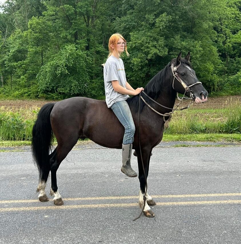Image for BH Horse Co. June 24th Sale - Bedford, Pennsylvania