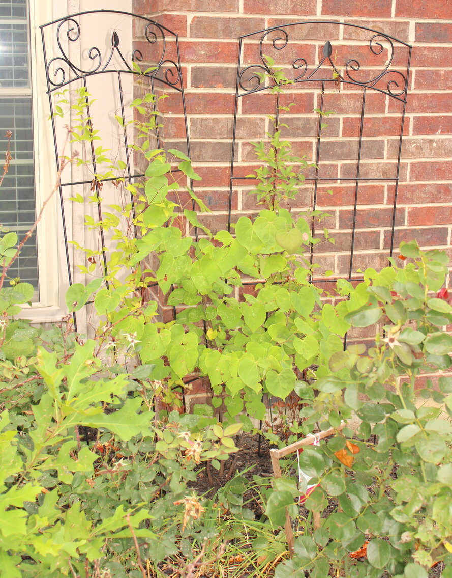 Image for LIVING ESTATE AUCTION