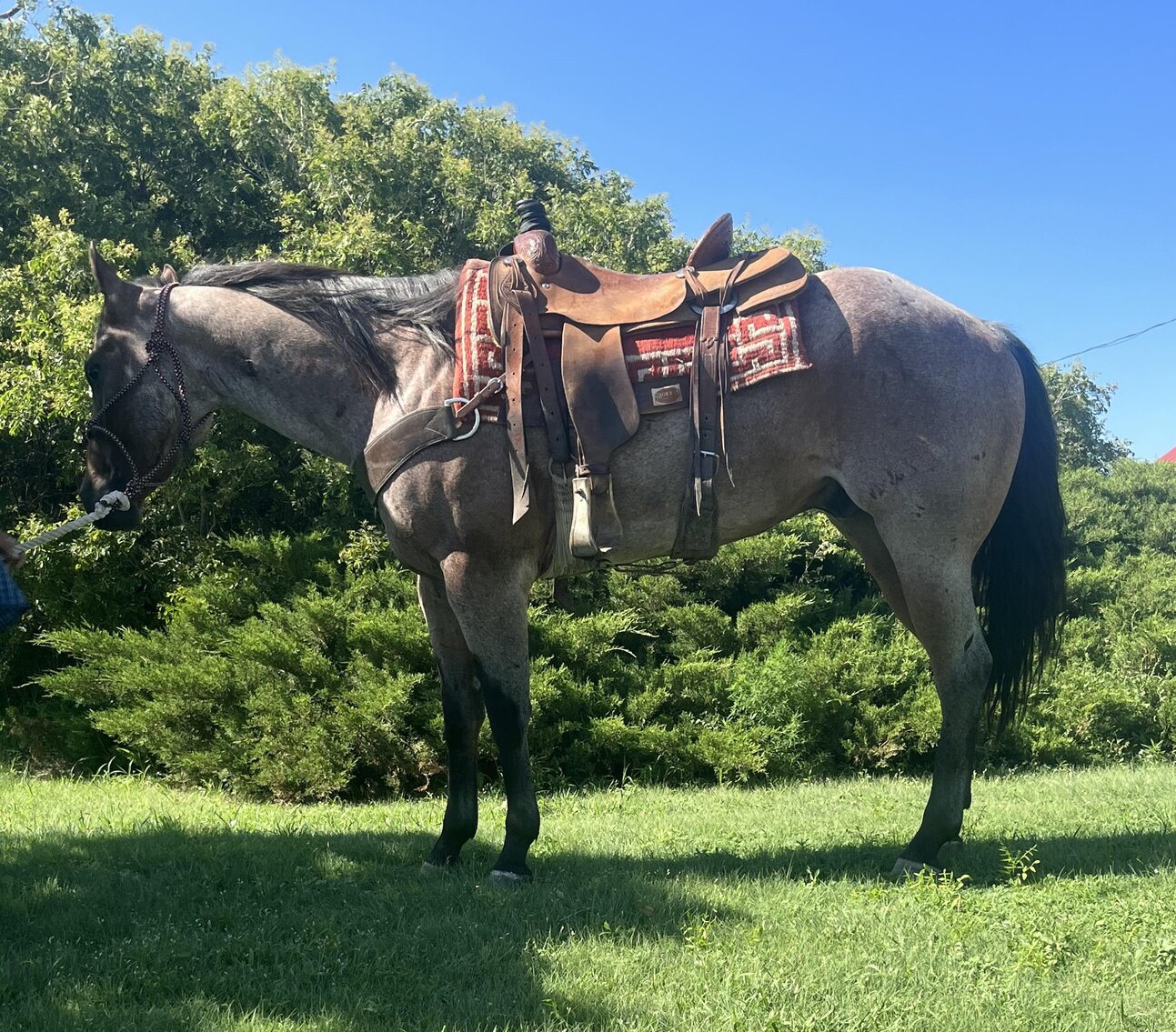 Image for Central Livestock Horse Sale July 8th - South Hutchinson, Kansas