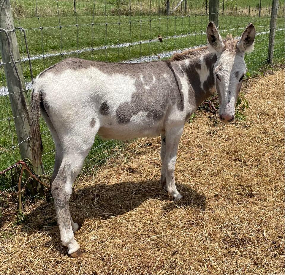 Lebanon Valley Horse Sale July 8th