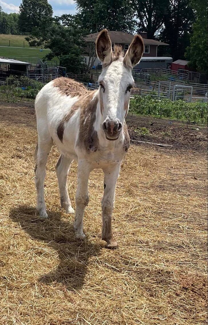 Lebanon Valley Horse Sale July 8th