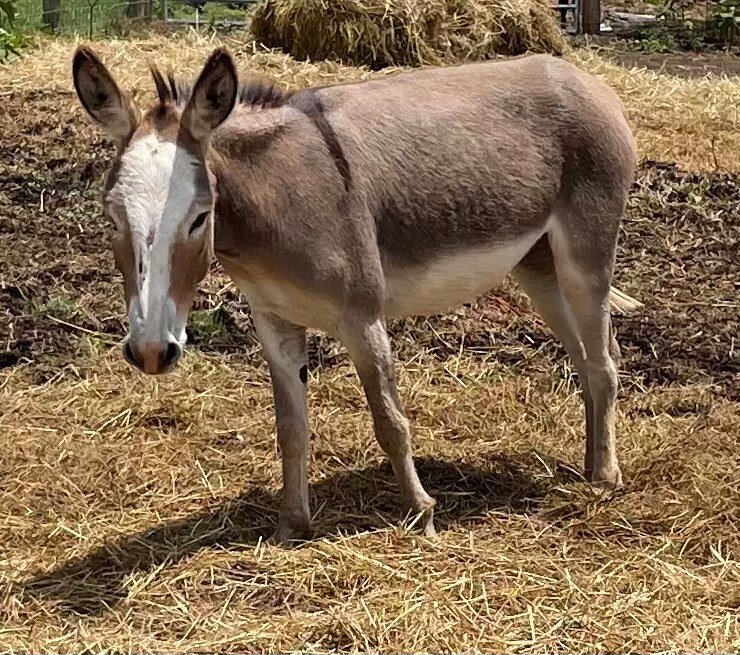 Lebanon Valley Horse Sale July 8th
