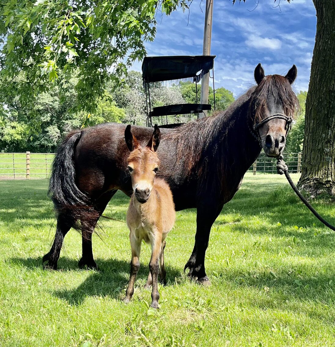Image for Central Livestock Horse Sale July 8th - South Hutchinson, Kansas