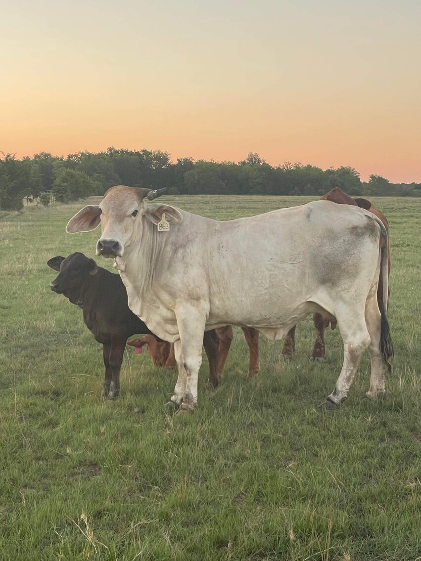 Jones Livestock Auction THURSDAY, JULY 13th Jones, Oklahoma