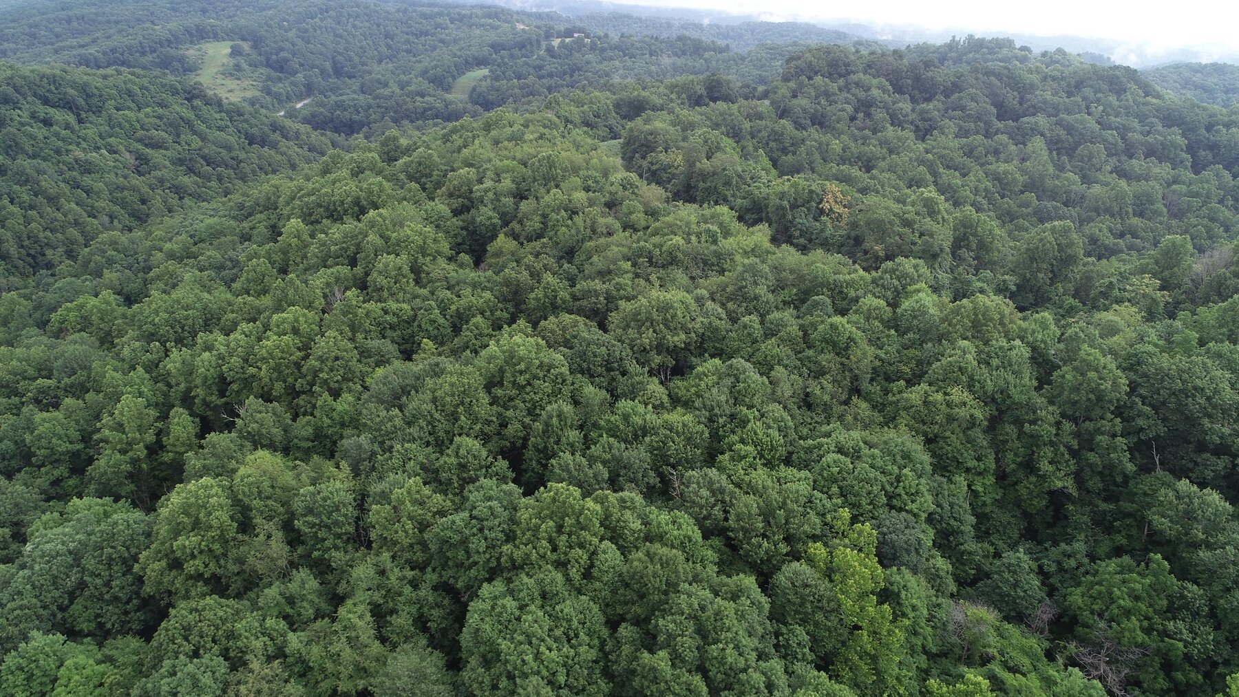 Image for SOLD $35,750 - 20.5 Wooded Acres Selling to the Highest Bidder
