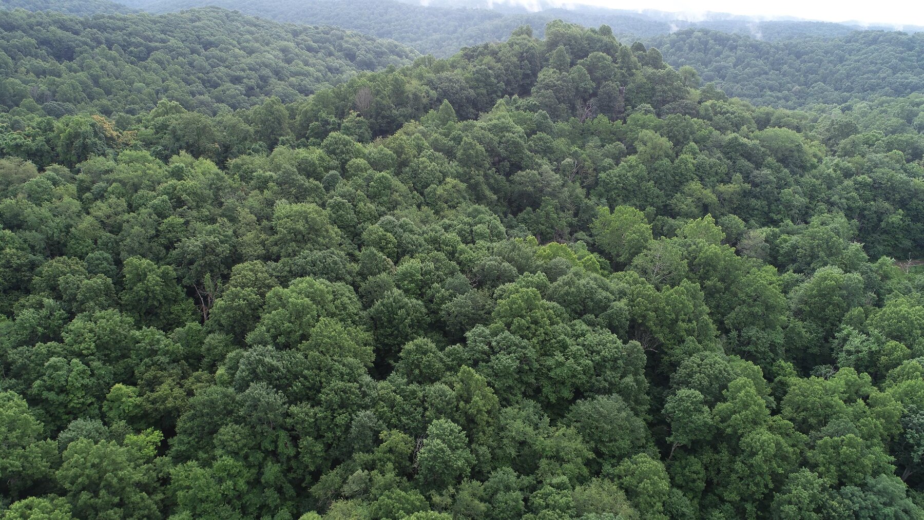 Image for SOLD $35,750 - 20.5 Wooded Acres Selling to the Highest Bidder