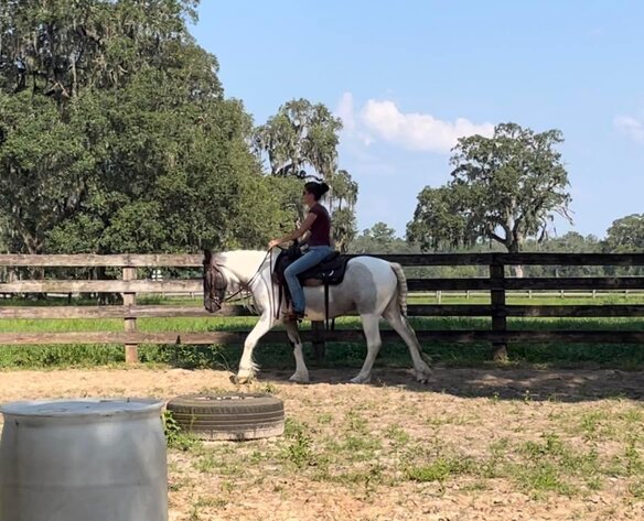 Image for Lumberton Horse Auction August 7th